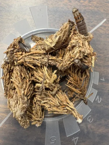 Summer bagworms hide in plain sight